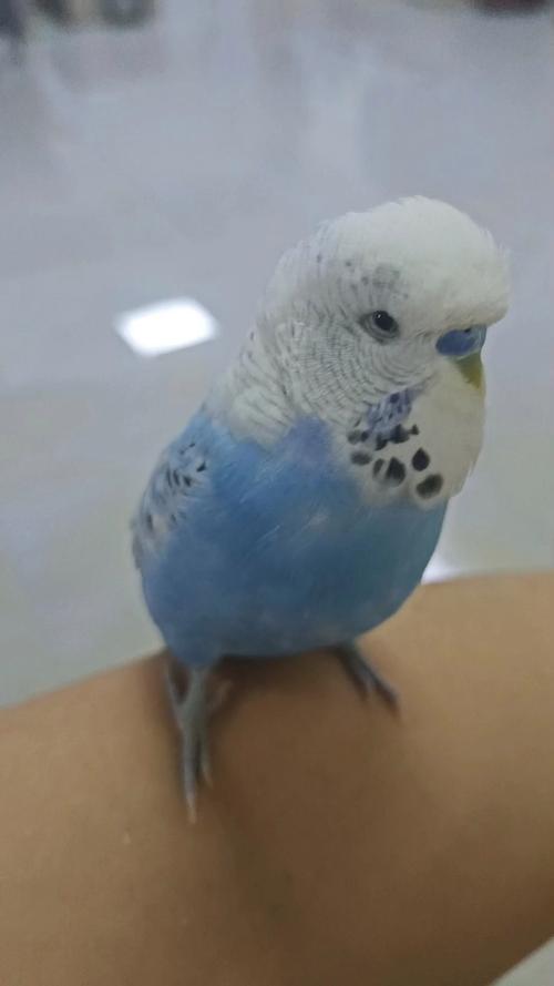 虎虎鹦鹉会不会说话