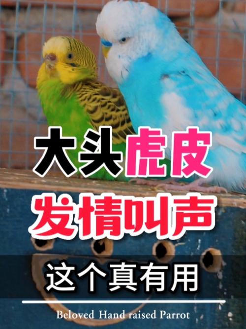 虎皮鹦鹉会说话吗