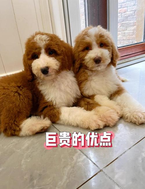 燕尾巨贵是怎么配出来的