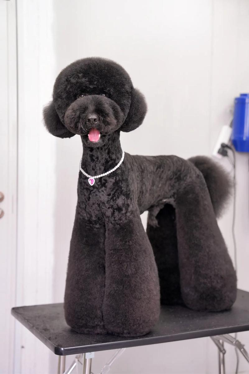 巨贵犬什么颜色的比较多
人养?