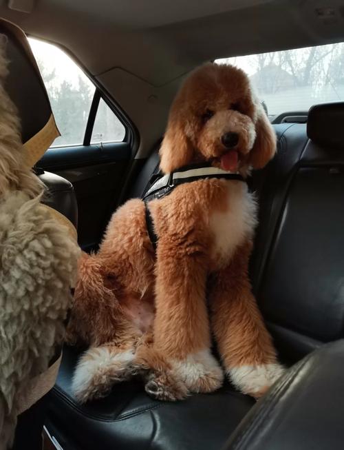 优质的巨贵犬是什么样的?
