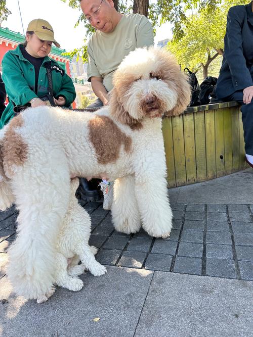 巨贵犬哪个颜色贵