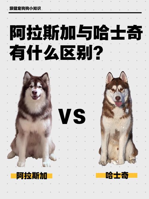 阿拉斯加和哈士奇的区别