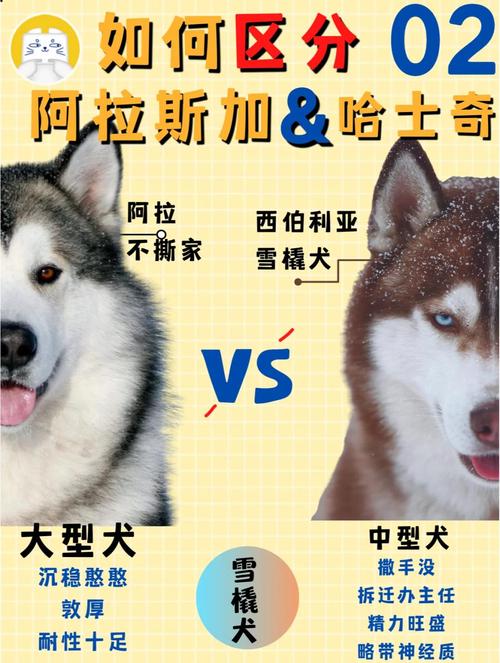 哈士奇和阿拉斯加有什么区别吗