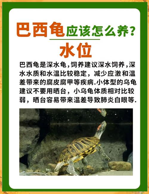巴西龟冬天怎么养放多少水