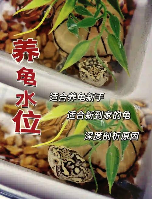 巴西龟冬天怎么养,放多少水