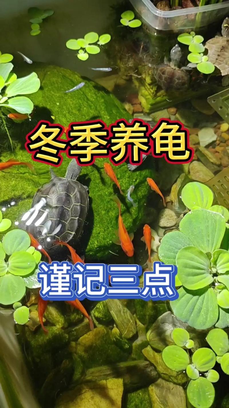 冬天怎么饲养巴西龟?