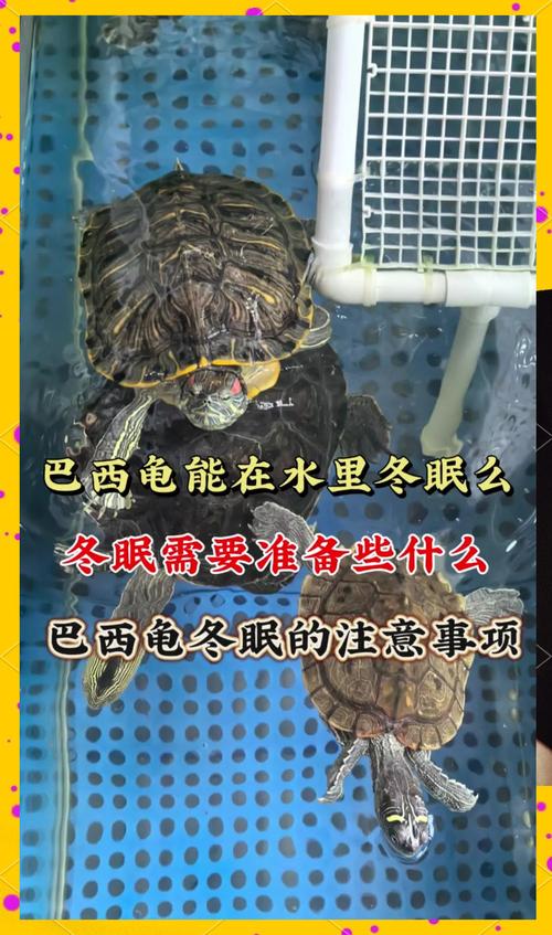 冬天巴西龟怎么养