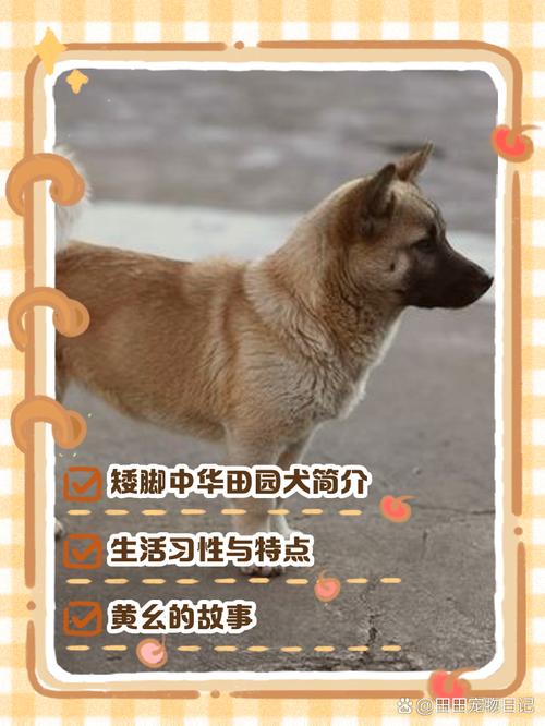 矮脚狗有哪几种