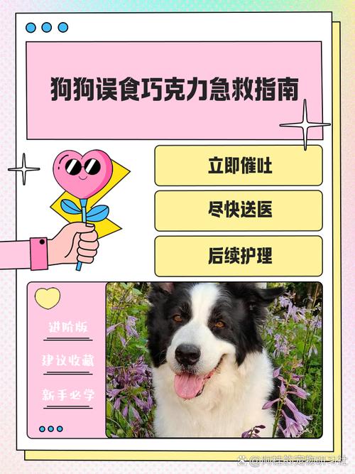 狗狗吃了少量巧克力怎么办?