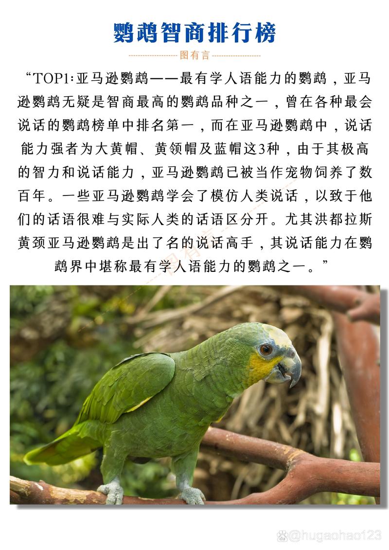 蓝帽亚马逊鹦鹉优缺点有哪些