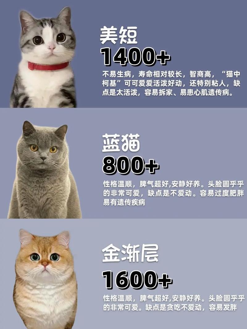 美短猫多少钱一只?