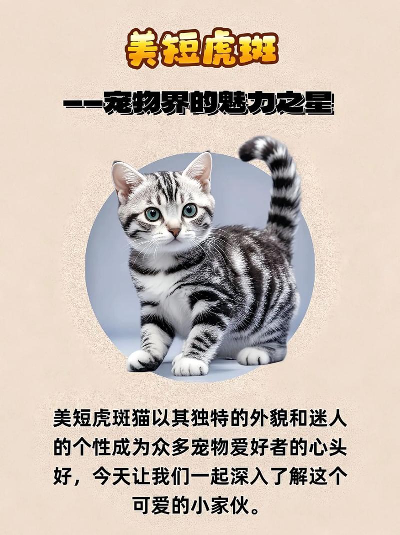 美短小猫多少钱一只