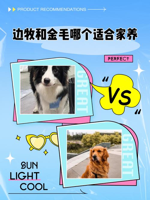 边牧和泰迪哪个好养