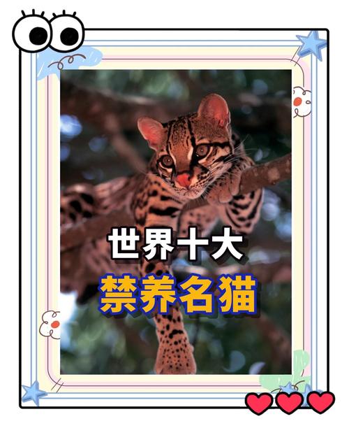 世界前十
禁养名猫