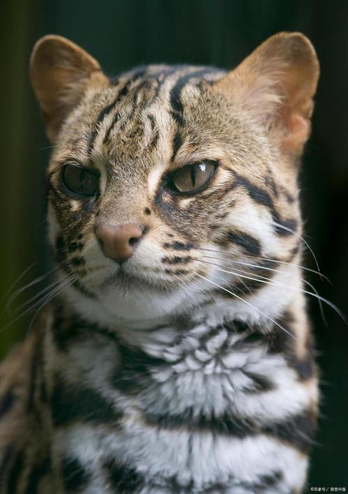 亚洲金猫和豹猫的区别