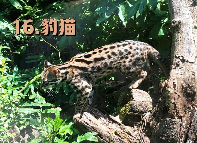 最厉害的小型猫科动物有哪些
