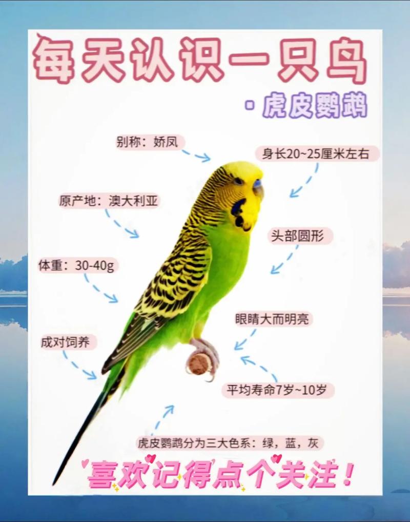 鹦鹉多少钱一只,虎皮鹦鹉好养吗