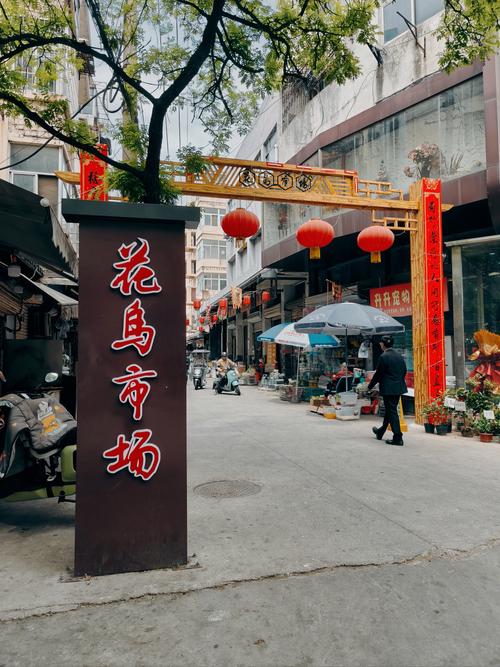 热带观赏鱼包括哪几类?