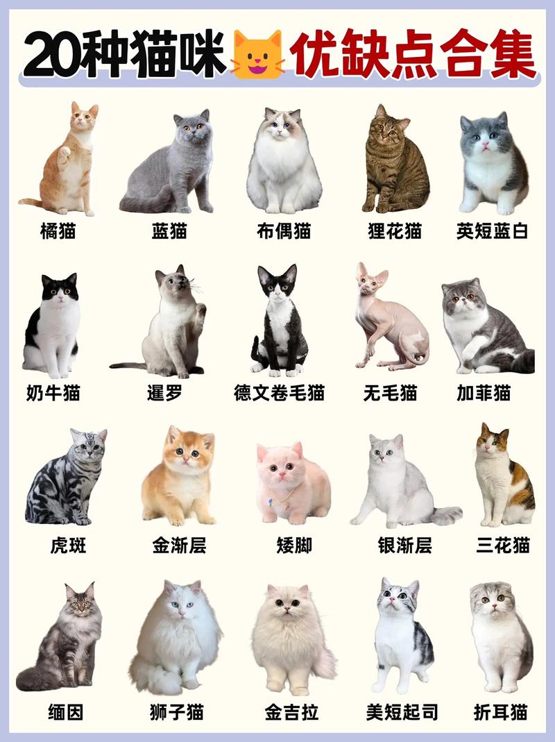 适合新手养的宠物猫的种类有哪些?