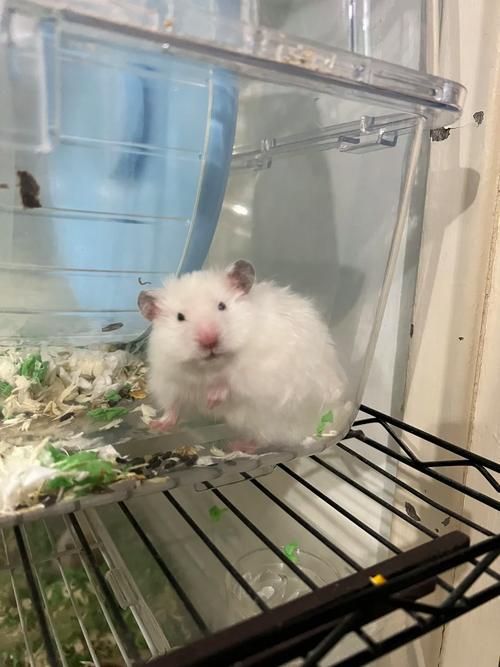 长毛白熊仓鼠温顺吗