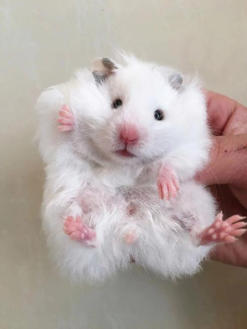 男生适合养什么品种的仓鼠?