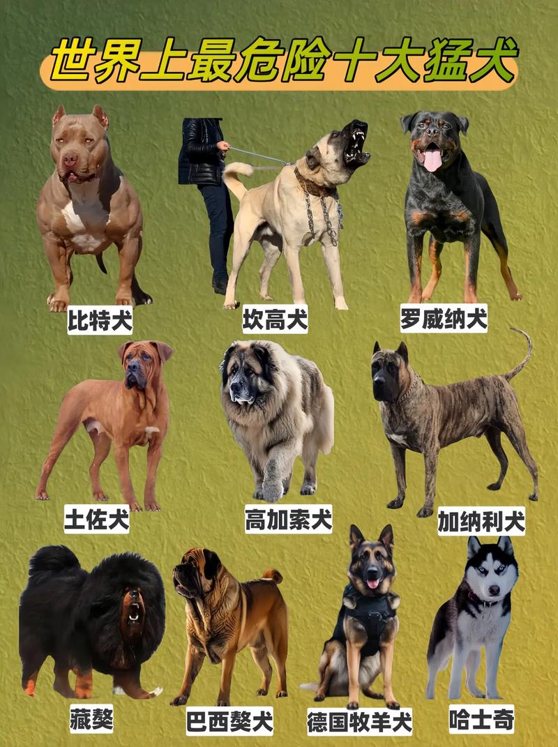 狗狗战斗力排名
榜前10名,藏獒仅排第四,第一仅在中亚地区常见