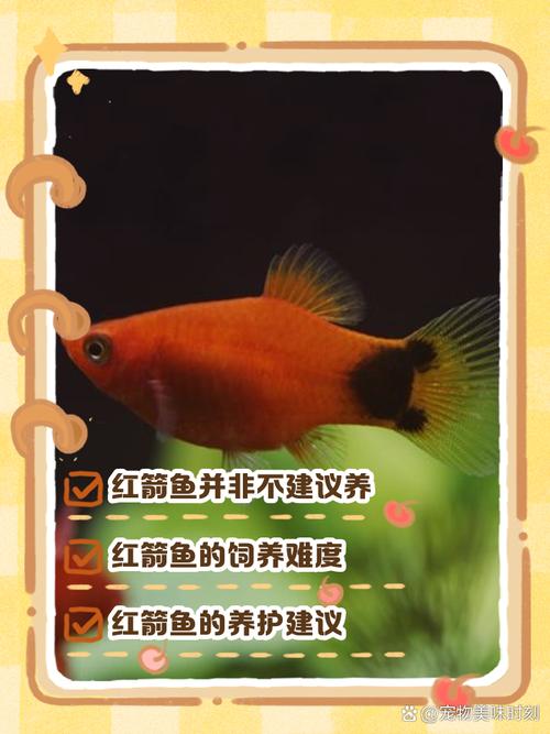 家里不得养的前十
凶鱼有哪些?