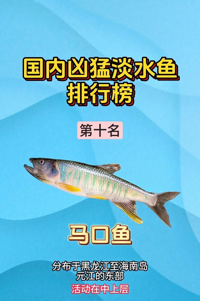 红剑鱼可以和什么混养