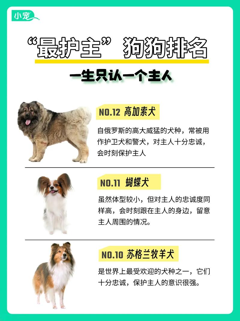 什么品种的狗狗忠诚度非常高?