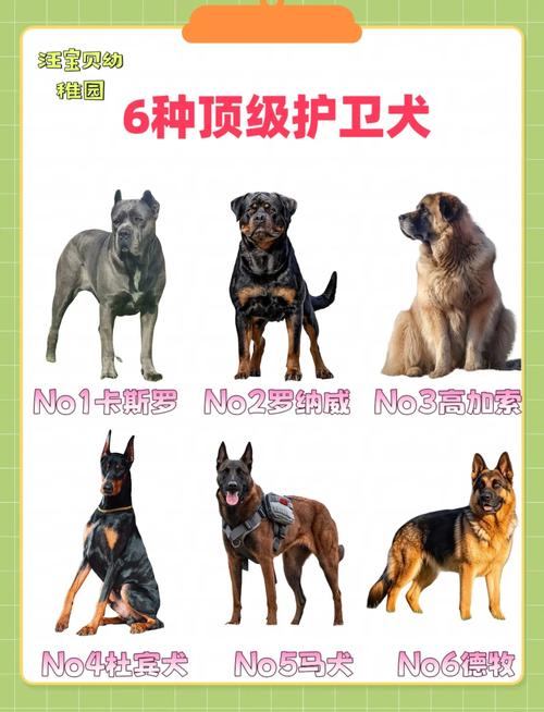 前十
忠诚的狗排名