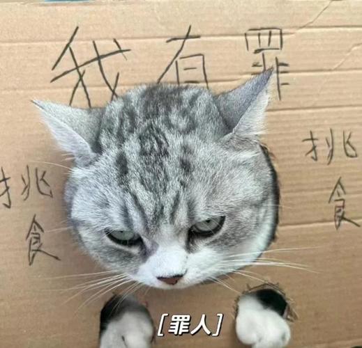 猫咪不怎么吃东西,不大便,精神正常