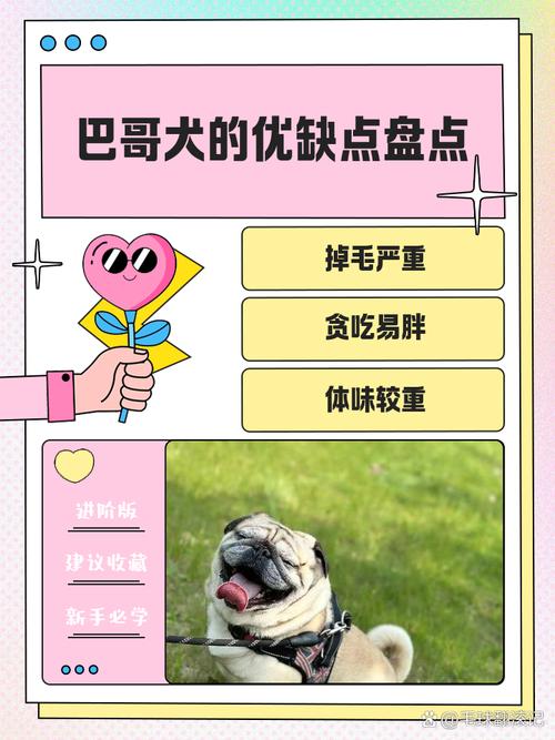 巴哥和比熊哪个好养