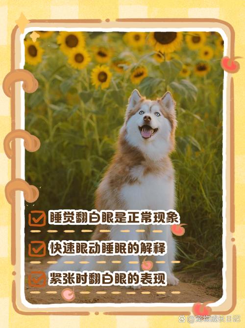 细小狗狗开始喘粗气翻白眼是怎么回事?