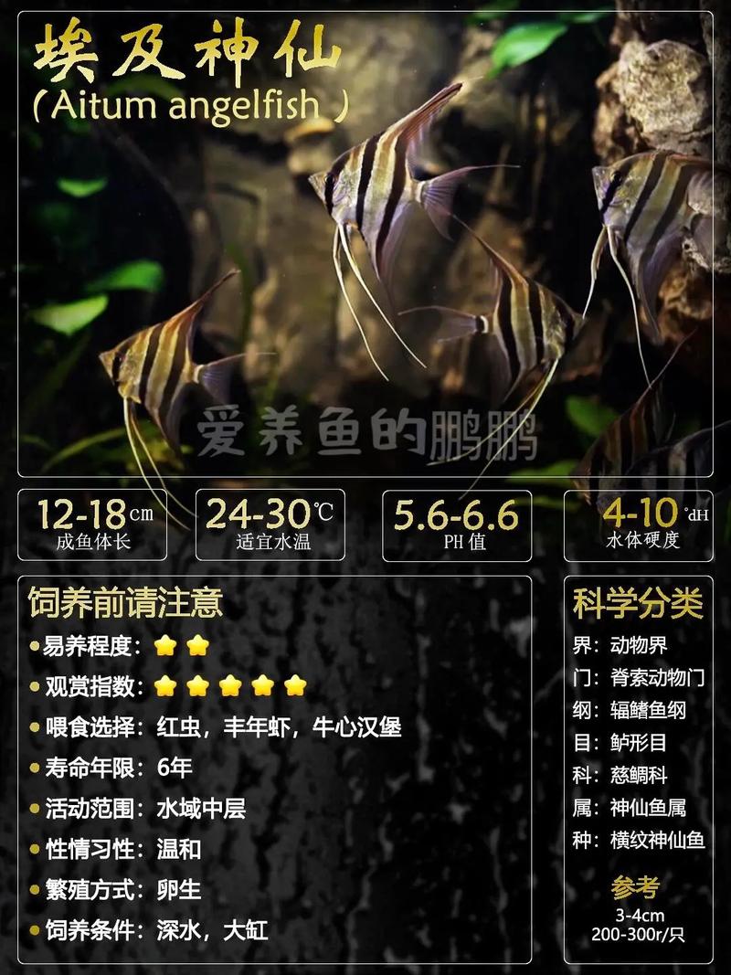 埃及鱼最喜欢吃什么