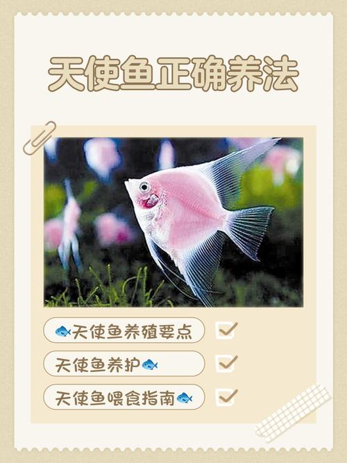 神仙鱼仔起飞了几天喂食,喂什么食怎么喂