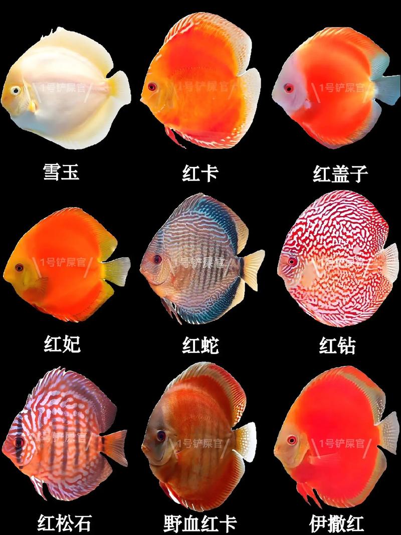 黑神仙鱼繁殖