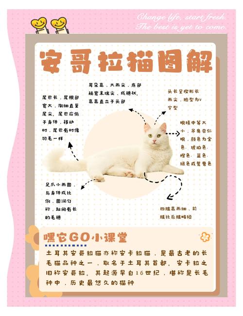 土耳其安哥拉猫多少钱一只?养它的人很少哎