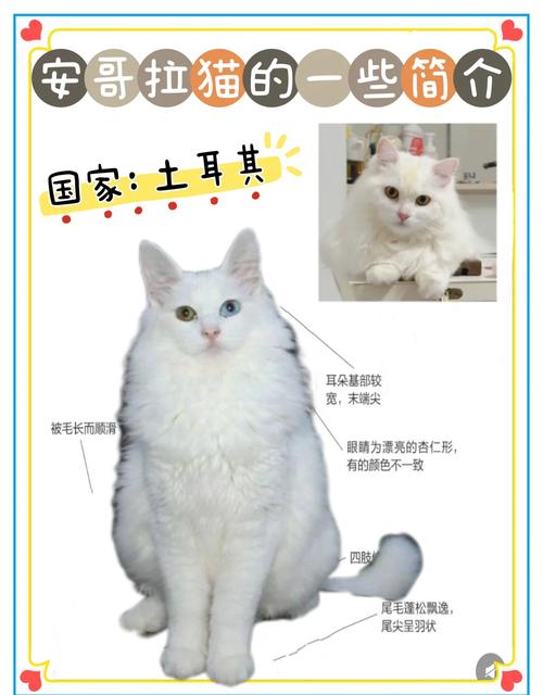 安哥拉兔子多少钱一只