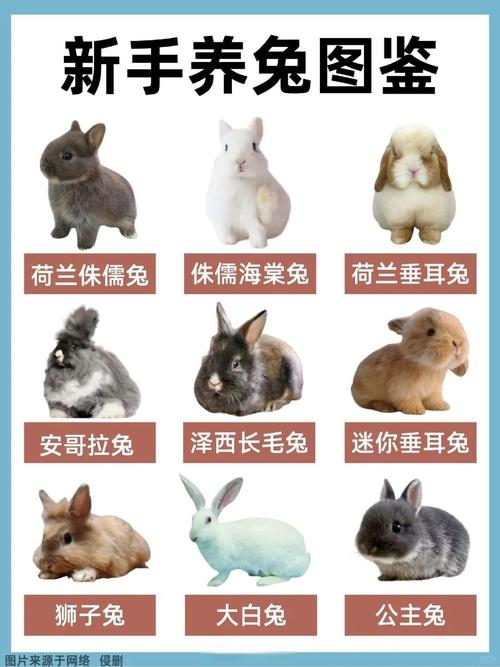 安哥拉兔在家可放养吗