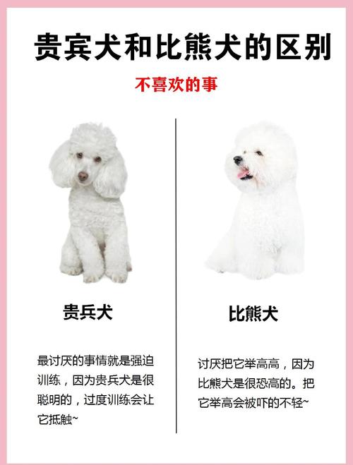 骑士比熊多少钱一只?