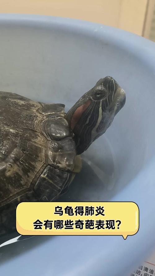 20岁的巴西龟肺炎