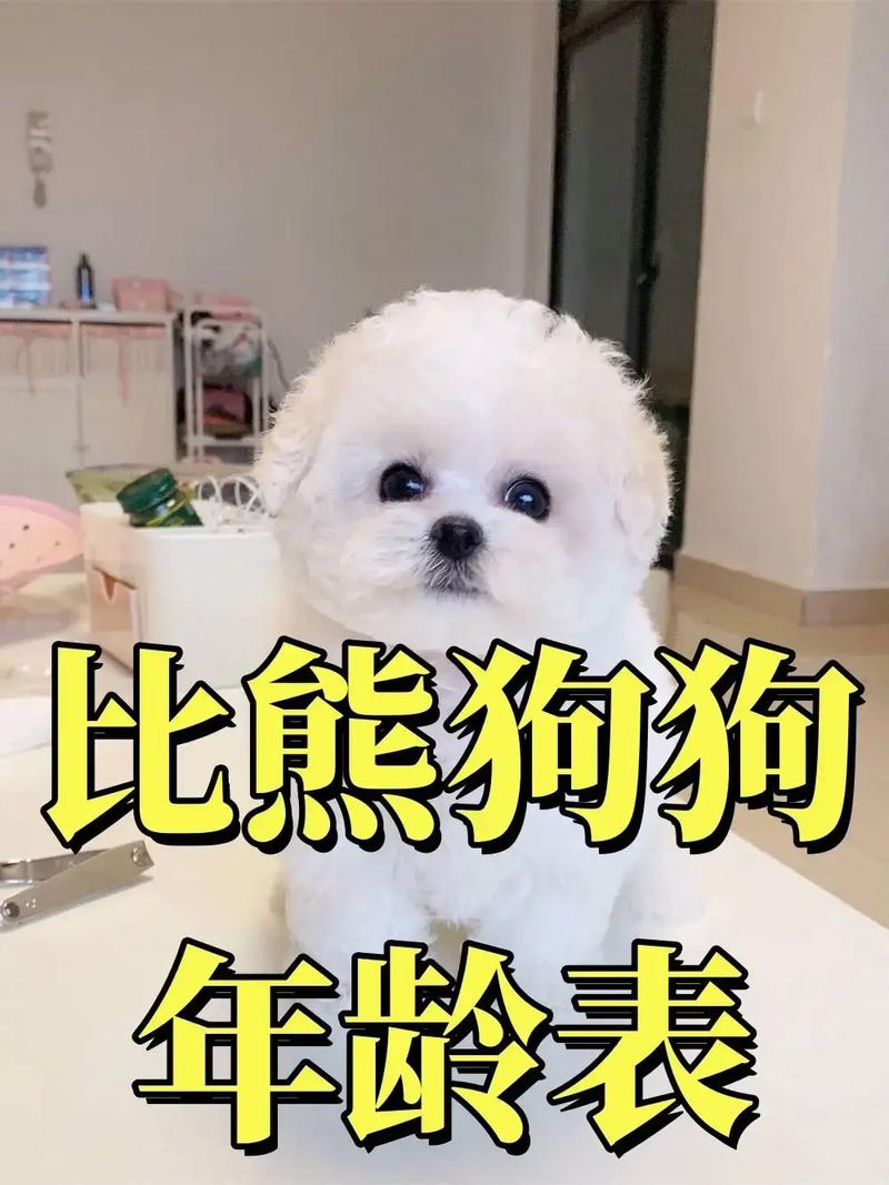 茶杯犬与比熊哪个好?