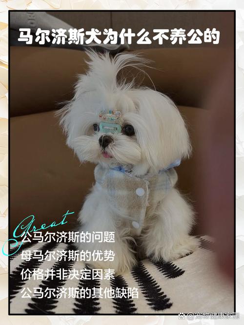 长不大的白狗有哪些