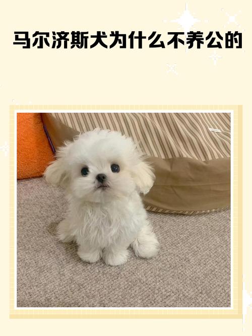 马尔济斯犬和西高地白梗哪个贵