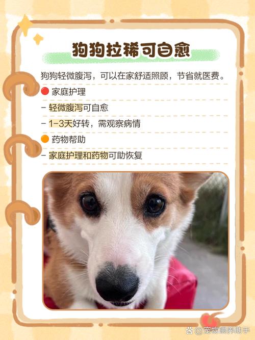 三个月左右大的萨摩能吃什么