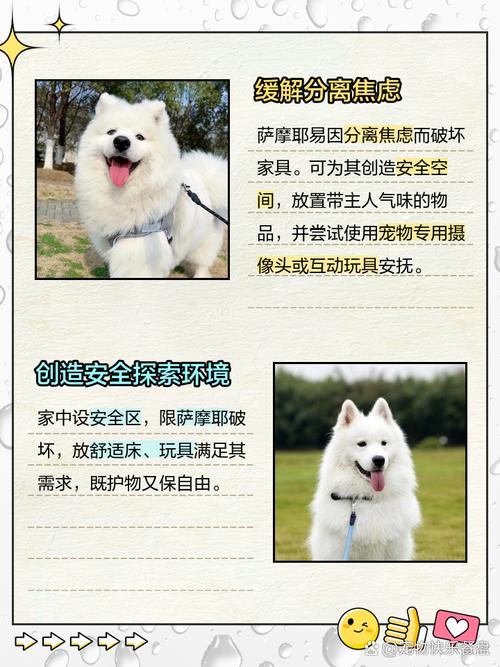 为什么我家萨摩耶不拆家啊,三个月大了,就是不拆,怎么办?