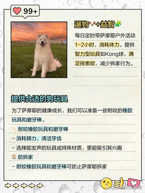 三个月大萨摩耶如何饲养