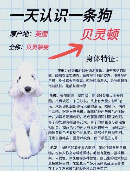 贝灵顿梗为什么禁养