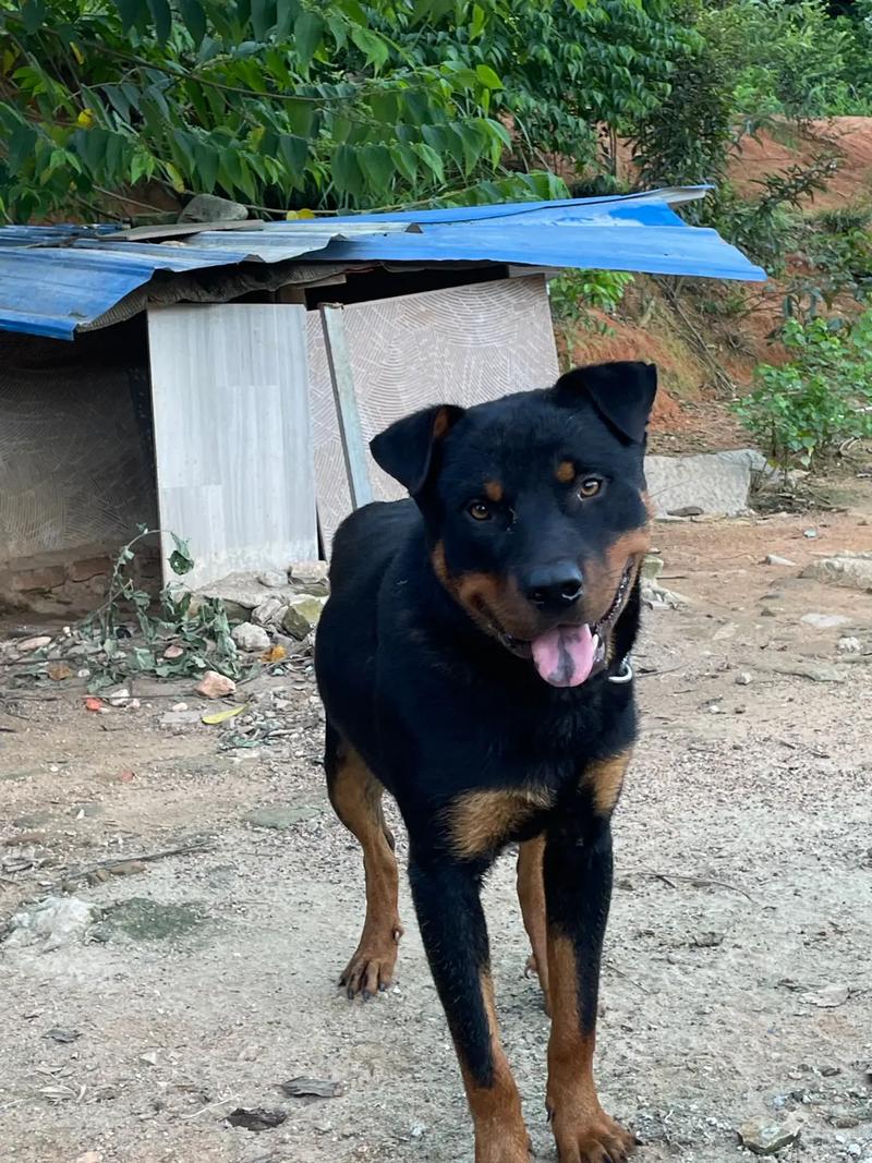 我家母土狗和罗威纳犬交配生出来的小狗仔不知道好不好谢谢大家帮我解...